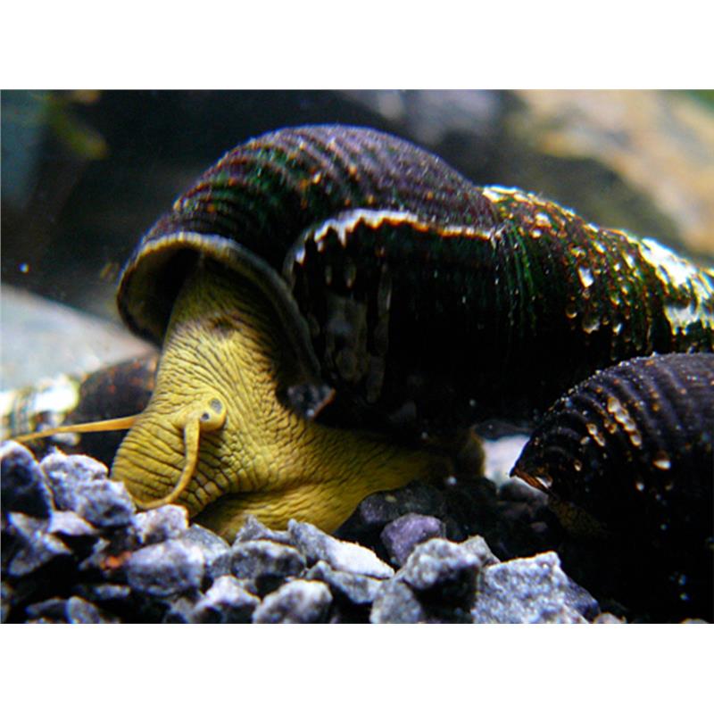 Tylomelania yellow rabbit - imagine 3